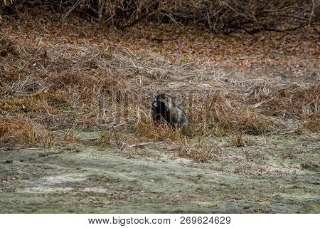 Beautiful Fluffy Raccoon Dog Sitting In The Grass Near The Pond.