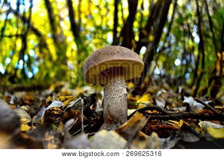 Search For Edible Mushrooms In A Pine Forest In Autumn.