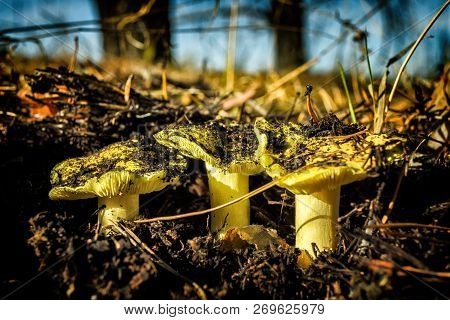 Three Young, Yellow, Beautiful Mushrooms. Mushrooms In A Pine Forest. Edible Mushroom.