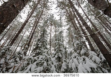 雪在松树树森林