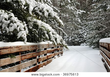 冰雪覆盖的松树脚桥沿线