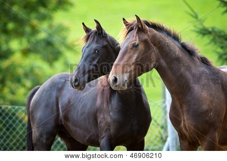 Two horses standing on green background.