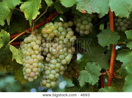 White Grape