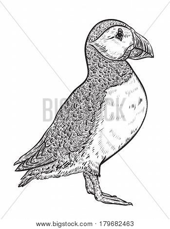 Atlantic puffin. Vintage vector illustration in sketch style