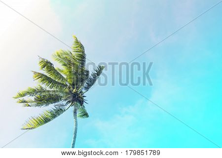 Coco palm tree on turquoise sky background. Sunny day on tropical island. Summer vacation banner template. Fluffy palm tree with green leaves. Coconut palms under sunlight. Exotic nature toned photo