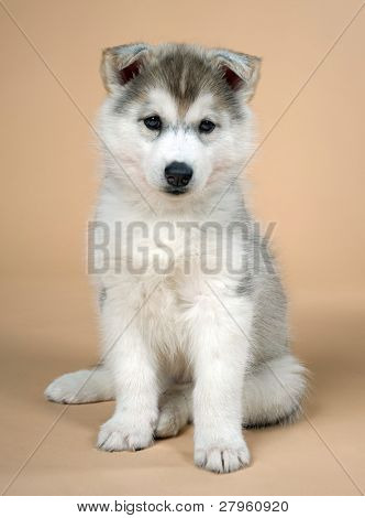 chiots de husky sibérien