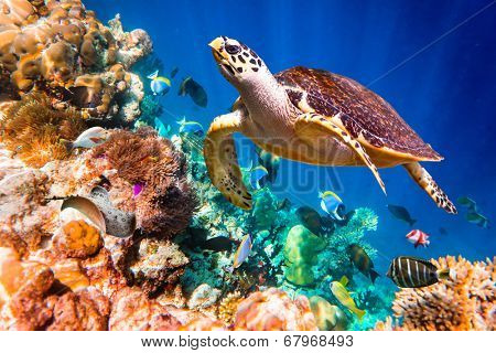 Hawksbill Turtle - Eretmochelys imbricata floats under water. Maldives Indian Ocean coral reef.