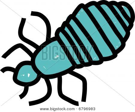 Head Louse