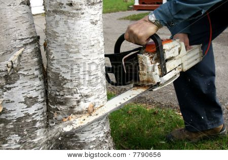 Man Cutting Down Trees