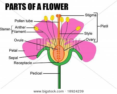 Parties d'une fleur