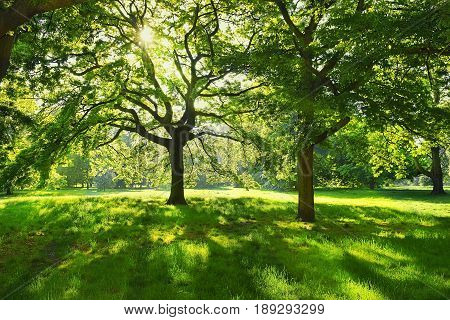 picturesque corner in the Hyde Park in the early morning, London, UK