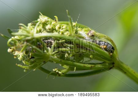 Depressaria daucella moth caterpillar in larval web. Larva feeding on flowers of hemlock water-dropwort (Oenanthe crocata) in protective silk structure