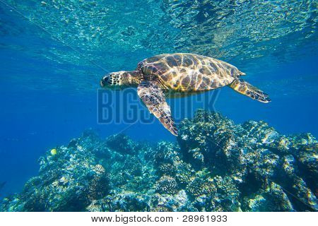 green sea turtle swimming in ocean sea