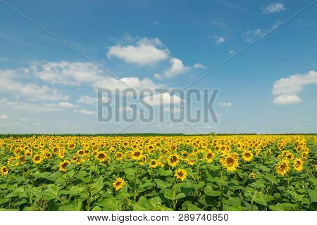 Sunflower Agricultural Landscape Background. Close Up Of Sunflowers Field Background. Sunflowers Fie