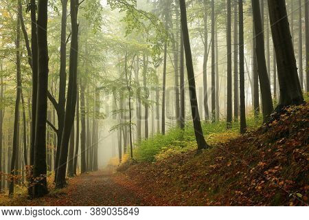 Path trees Nature autumn forest woods Nature background landscape Nature fog fall Nature landscape orange Nature background landscape Nature landscape yellow landscape Nature background Nature background landscape Nature landscape Nature background.