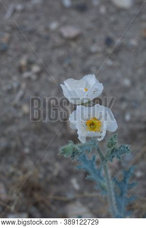 White Blooming Terminal Inflorescences Of Chicalote, Argemone Munita, Papaveraceae, Native Hermaphro