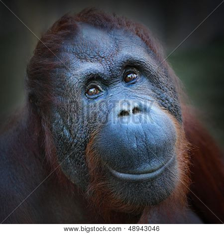 Šťastný úsměv The Bornejský orangutan (Pongo pygmaeus). 