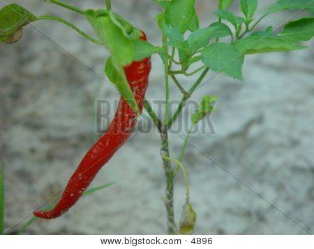 Red Pepper