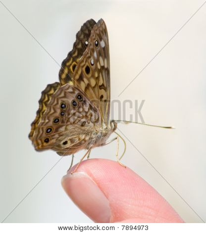 Mariposa en dedo