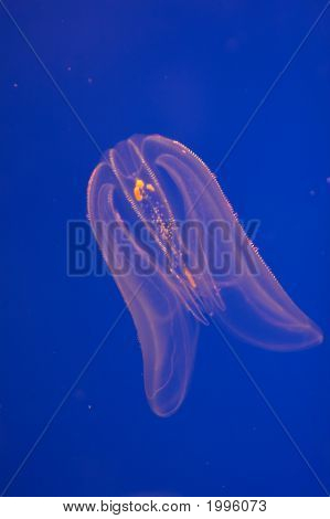 Jellyfish1