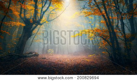 Enchanted Autumn Forest In Fog In The Morning. Old Tree