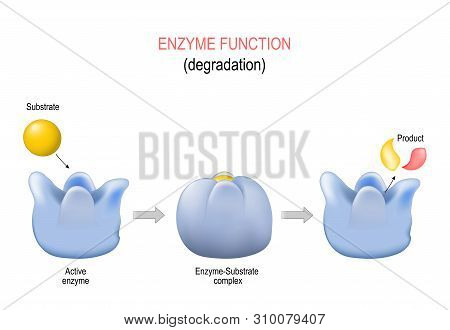 Lock And Key Model. Degradation. Metabolic Processes. Enzyme-substrate Complex, Substrate, Product A