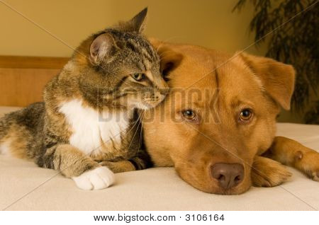 Cat And Dog