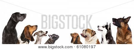 group of dogs is looking up, portrait in profile