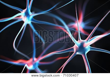 Neurons in the brain