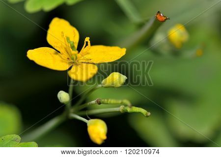 Greater celandine (Chelidonium majus)