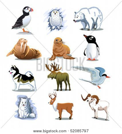 arctic animals