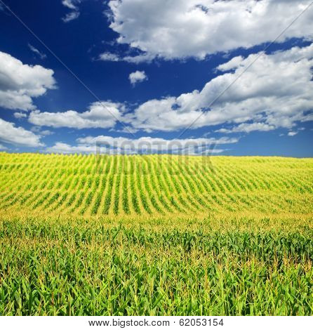 Agricultural landscape of corn field on small scale sustainable farm