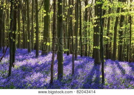 Stunning Bluebell Flowers In Spring Forest Landscape