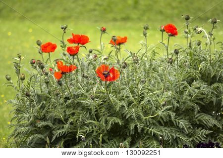 Flowers Red poppies (Papaveraceae) on green meadow background