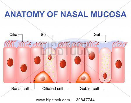 Nasal mucosa cells. Nasal secretions. Ciliated basal and goblet cells. Olfactory epithelium. Cells act as a low resistance filter