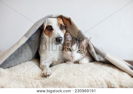 Dog and cat together. Dog hugs a cat under the rug at home. Friendship of pets