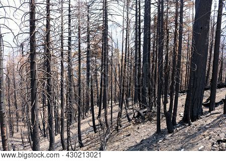 Burnt Pine Trees At A Charcoaled Forest Caused From A Past Wildfire Taken On A Parched Mountain Ridg