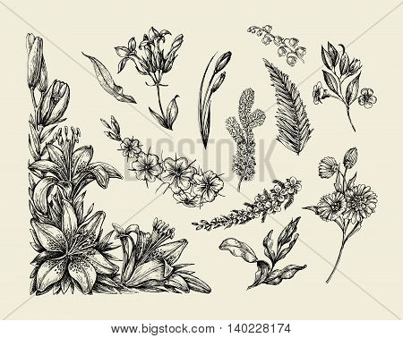 Flowers. Hand-drawn sketch flower, lily, fern, grass, herb bracken lilia Vector illustration