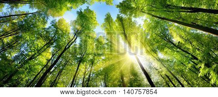 The sun beautifully illuminating the green treetops of tall beech trees in a forest clearing panorama shot