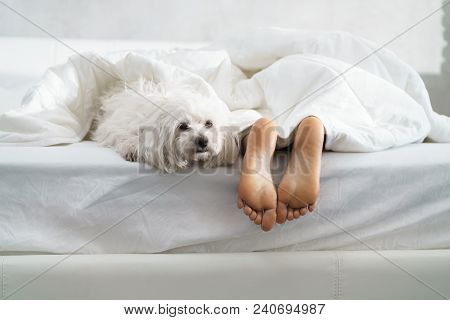 Black Girl In Bed In The Morning With White Dog. Tired Young African American Woman Sleeping At Home