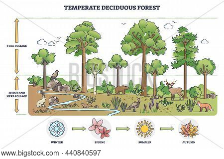 Temperate Deciduous Forest Tree, Herbs And Shrub Foliage Description Outline Diagram. Labeled Educat