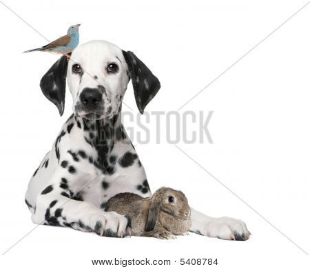 Groupe d'animaux de compagnie : Chien chiot, oiseau, lapin