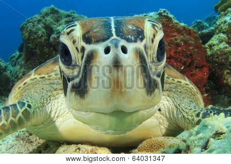 Cute Sea Turtle face