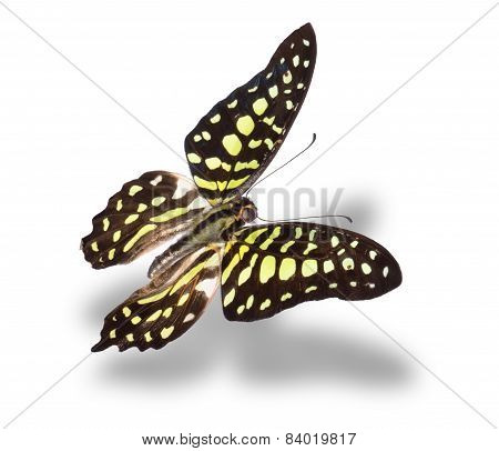 Butterfly Isolated On White.