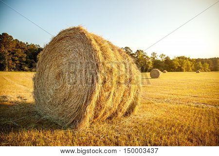 Stacks of straw - bales of hay rolled into stacks left after harvesting of wheat ears agricultural farm field with gathered crops rural.