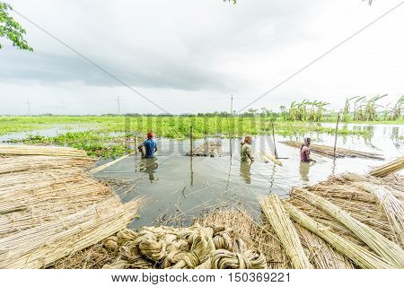 People Are Processing Jute