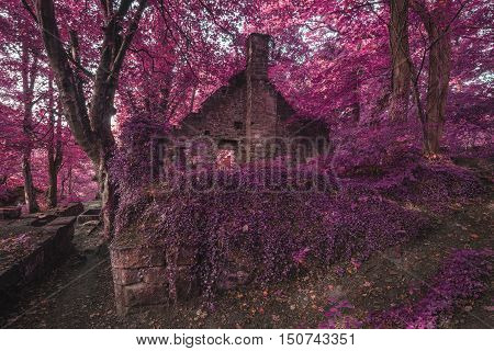 Spooky Old Ruined Derelict Building In Thick Surreal Forest Landscape