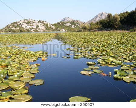 Water Lily 3