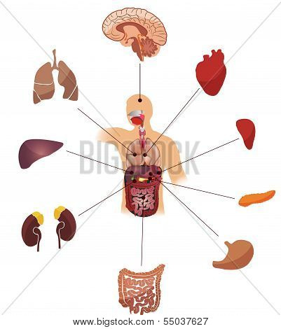 Human anatomy