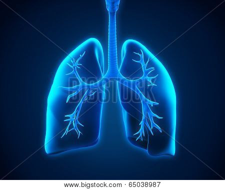 Lung and Bronchi